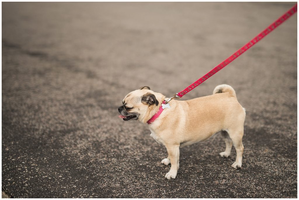Silverwood Engagement Session by Karen Feder Photography